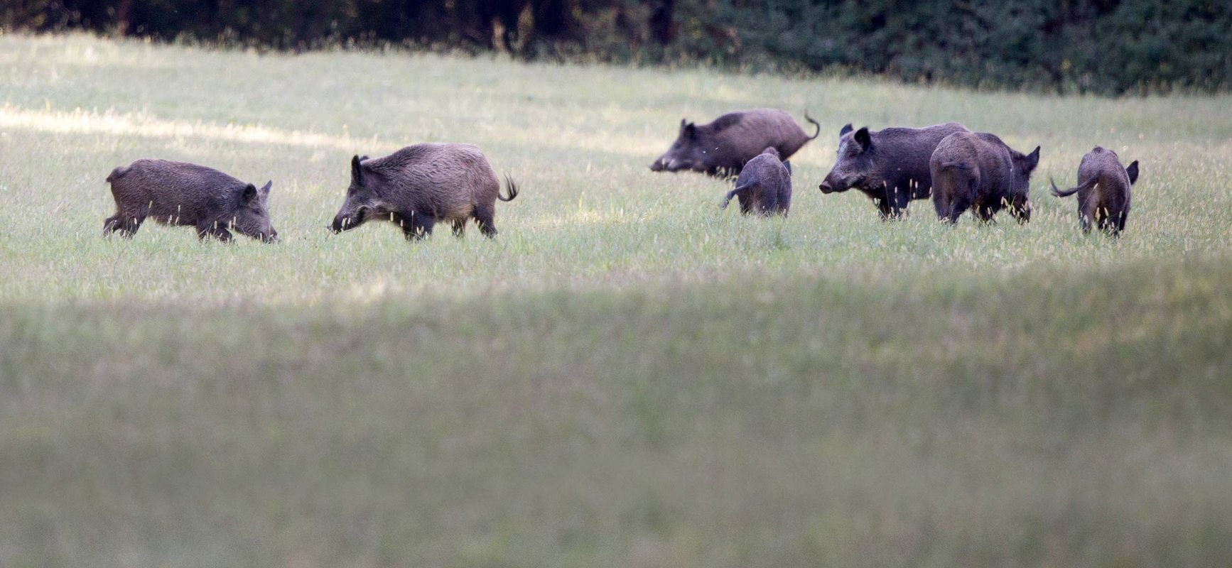 Wildschweine
