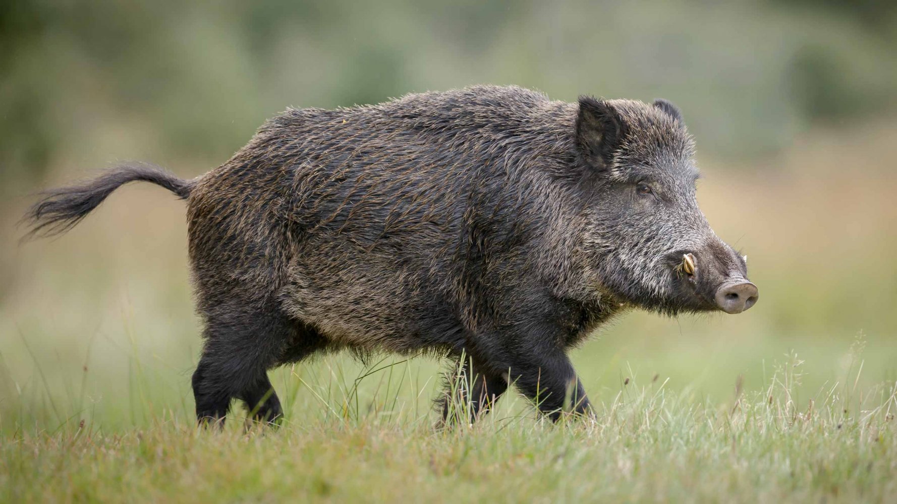 Wildschwein